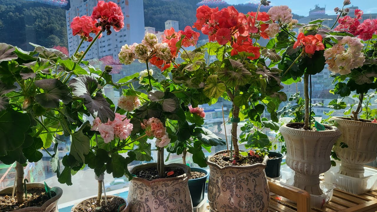 제라늄 외몯대 커도 너무 큰 대품 무성하게 커버린 아이들