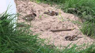 Vroege Vogels - Mussen Nemen Zandbad