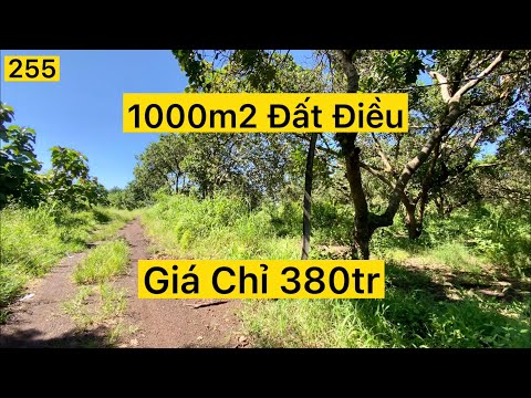 Video Đất Vườn 1000m2 Có Điều Già. Dân Cư Hiện Hữu. Giá Chỉ... - youtube