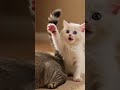 #short #foryou #trending #kitten #vairalvideo #duet #cat #video