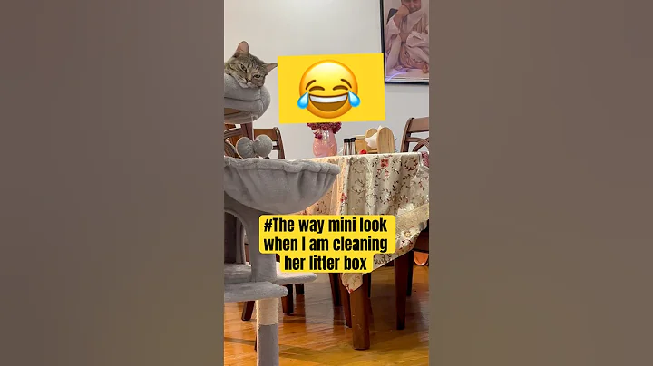Watch the video about My Way my Caty Look at me when I clean her Litter Box 🤣😆😂#cat #funnycat #catlover #funnyanimal