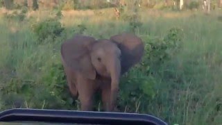 Adorable baby elephant charges Umkumbe game viewer