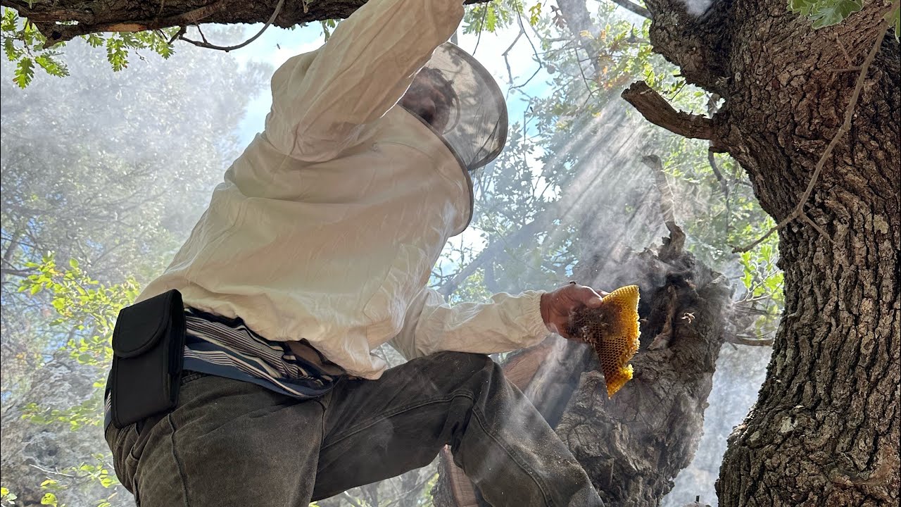 MEŞE AĞACINDA ARI BULDUK BALLARINI ALDIK ARIYI KOVANLADIK 💯