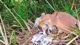 Baby birds fight over food provided in the nest | 6 days