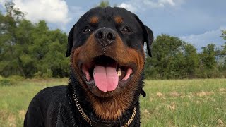 Should you get a Rottweiler for your first dog?