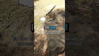 Download Lagu Are you stressed about it? #best #funny #shorts #wildlife #jokes MP3