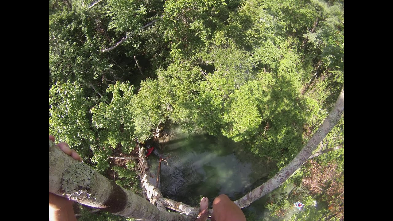 60ft tree jump on the weeki wachee river youtube 60ft tree jump on the weeki wachee river youtube