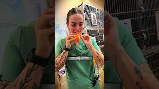 Bu Bandajda Ne Var? 🩹🐶 Resimi