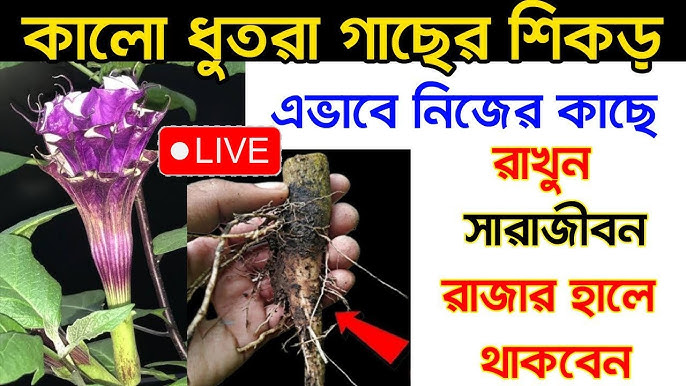 Anal tiqin bilan yurish video Erotik shaffof külotlar