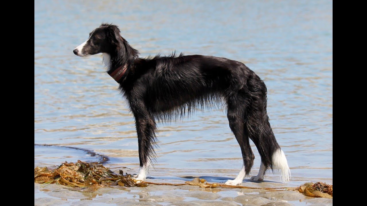 Silken Windhound Puppy Celeste S Oval Practice Youtube