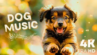 8 Hours Yuyu Pet Music  Slow Down An Overactive Mind For Dog | Relaxing Music For Dog