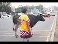 Shuhudia Kilichotokea Ng Ombe Waajabu Akivuka Barabara Shuhudia Kilichotokea Ng Ombe Waajabu Akivuka Barabara