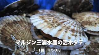 南三陸町　マルジン三浦水産　活ホタテ