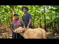 Limpiando mis platanos y curando las vacas con mi MADRE - JuaneS