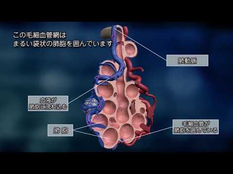 【バイエル サイエンスビデオ】知っておきたい肺のはたらき