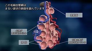 【バイエル サイエンスビデオ】知っておきたい肺のはたらき