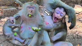 God, The Baby Monkey is Really Shaking During Another Take A Chance to Breast Milk | Monkey-Animals​