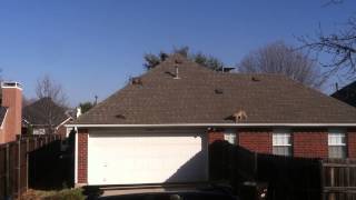 Three bobcat (s) on roof in West Plano chasing a squirrel February 8, 2015