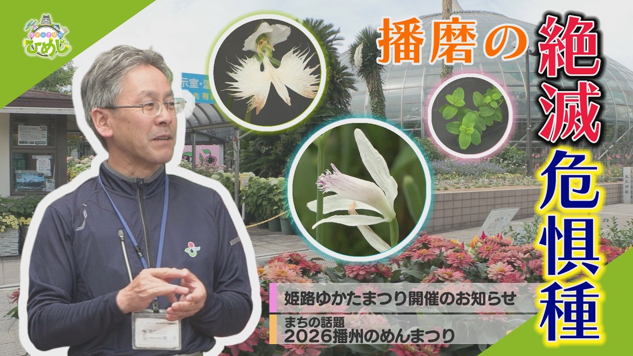 市政広報番組ウィークリーひめじ(2026播州のめんまつり・姫路市立手柄山温室植物園の播磨の絶滅危惧種展)令和8年6月8日~令和8年6月14日放送分)