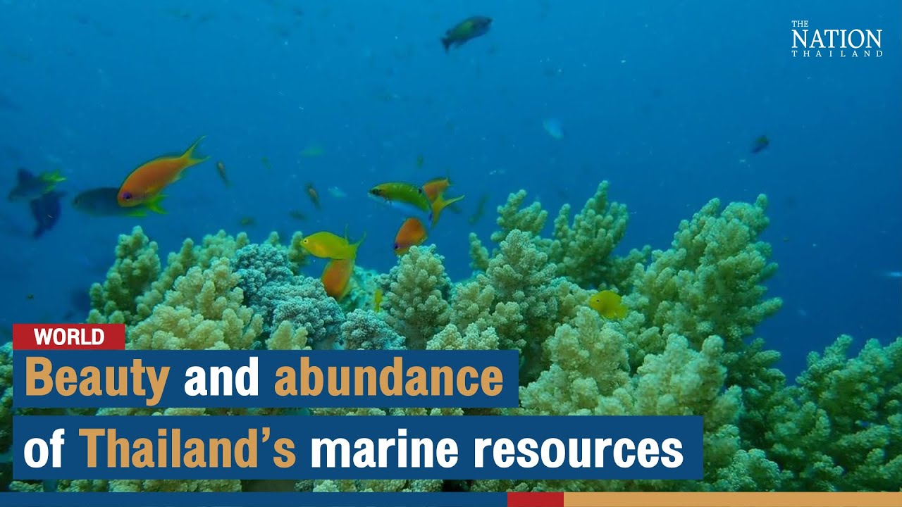 Beauty and abundance of Thailand’s marine resources The Nation YouTube