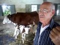 Kabylie news tv  une vache donne 21 veaux et 2 gnisses en 24 ans