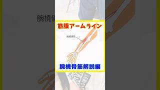筋膜アームライン！腕橈骨筋解説編