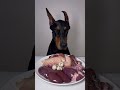 ASMR🦻生肉を食べるドーベルマン🥩#ドーベルマン　#doberman #dogasmr #asmr #咀嚼音 #犬ご飯　#mukbang #rawfood #dogmukbang #犬の咀嚼