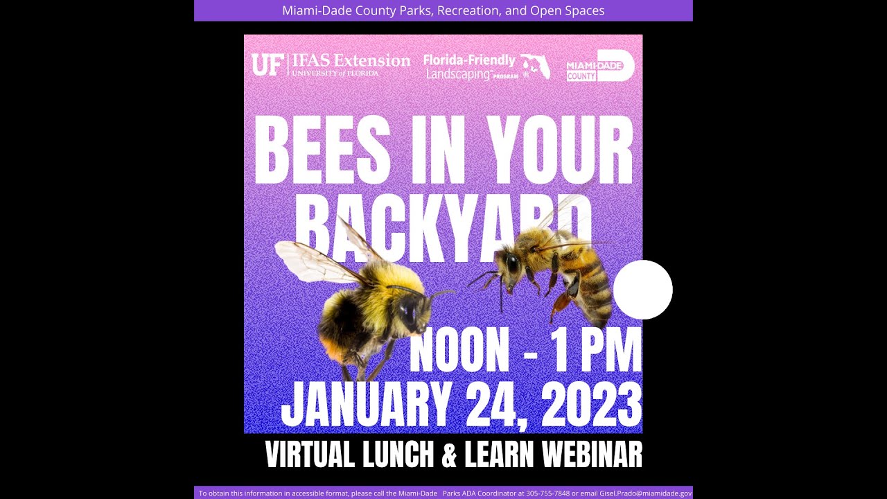 Bees In Your Backyard South Florida