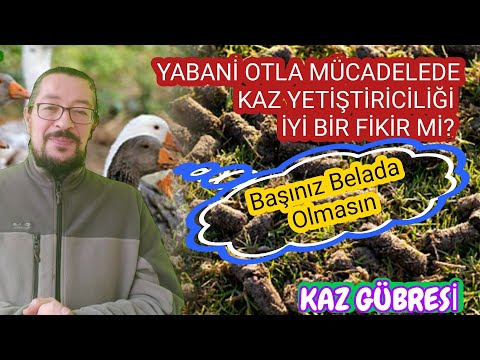 Video: Tavşanlar Sıcak tutmak için bir Isı Lambası Nasıl Kullanılır