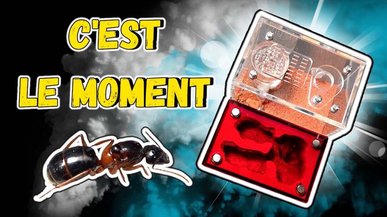 C'est l'heure ! Mise en place du nid de fourmi Aliexpress ( Top !) pour mon espèce Asiatique XXL.