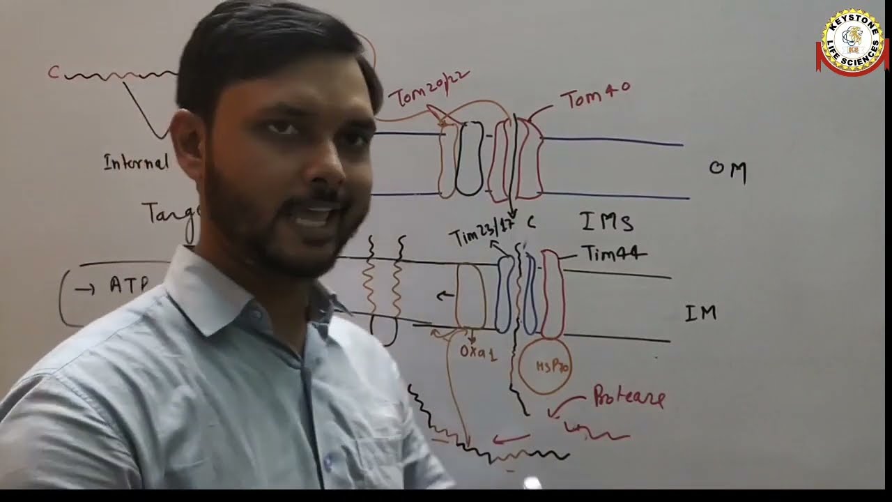 Targeting of Proteins to the Mitochondrial Membrane and Inter Membrane Space By Dr. Aditya Sharma