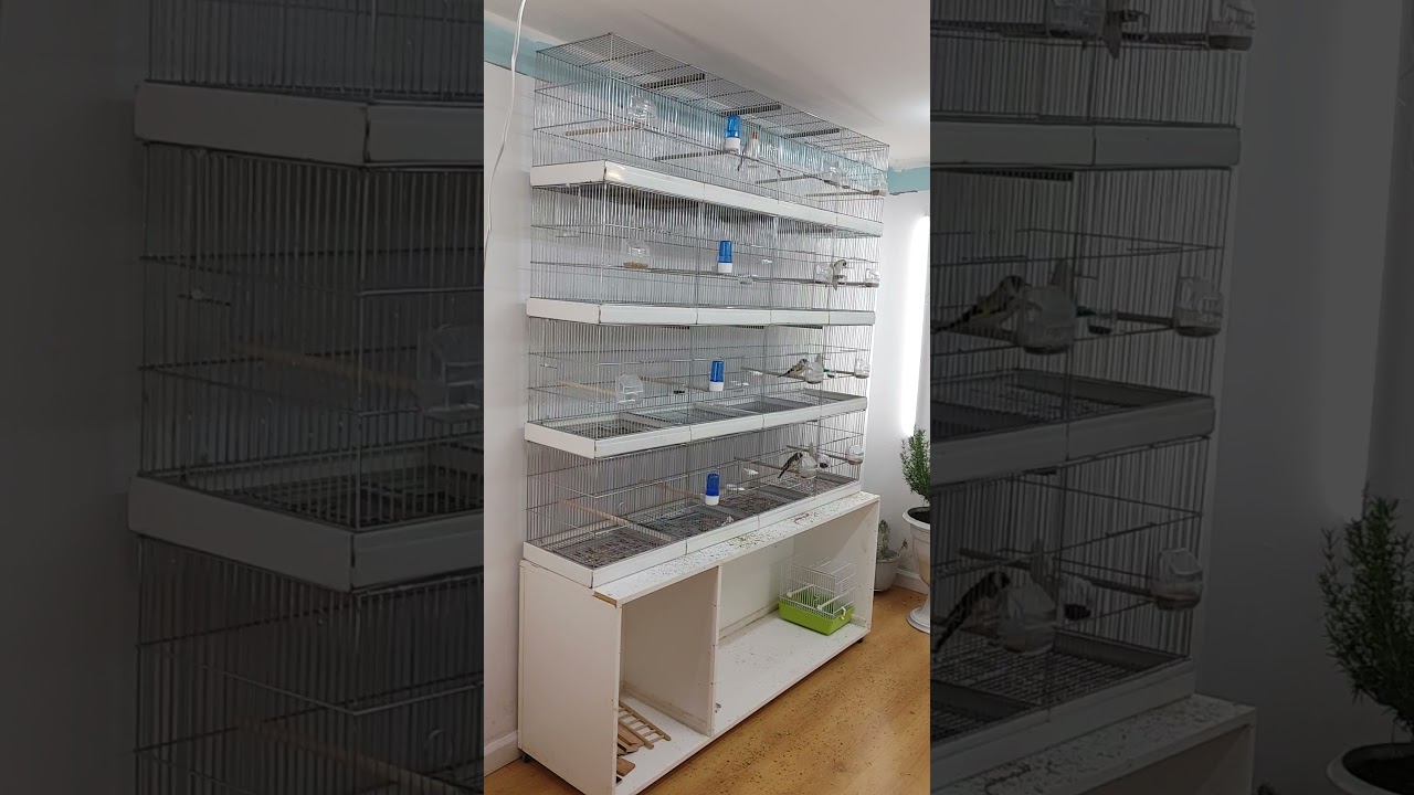 1 مطير سلاكة للحسون (موقنين) داخل المنزل voliére pour  chardonnerets dans la maison