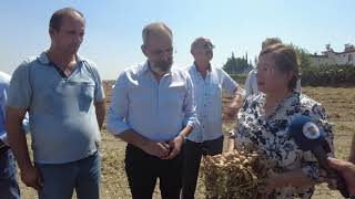 Bozdoğan, Traktör Kullanarak Yerfıstıklarını Hasat Etti
