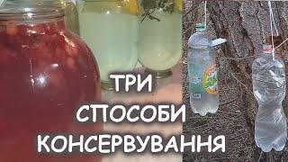 HOW TO CLOSE BIRCH JUICE AT HOME! Canned birch sap! Step by step recipe!
