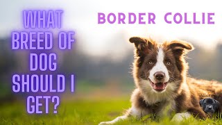 What breed of dog should I get? Border Collie