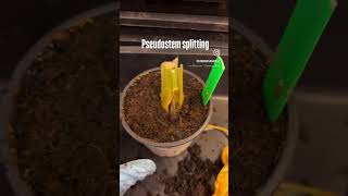 Symptoms of Fusarium Tropical Race 4 - Pseudostem Splitting