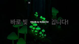 도감,  밤이 되면 빛나는 신비한 버섯, 바이오루미네슨스 머쉬룸