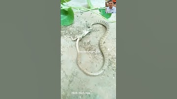 Nguyên nhân rắn tự nuốt đuôi #shortvideo #snake #dongvat #thưgiãn #animals #shorts #wildlife