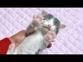 初めて目薬をさす赤ちゃん猫