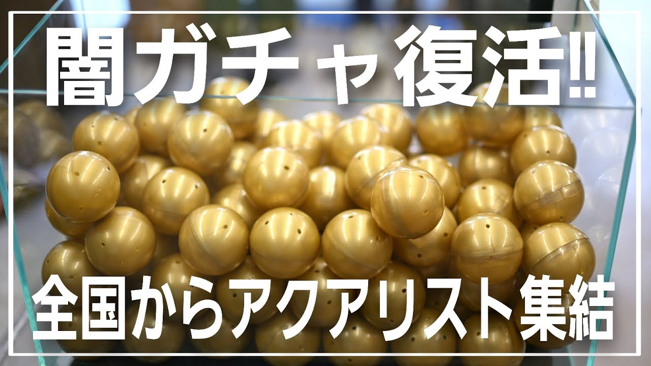 闇ガチャ復活!!　アクアリストの祭りが凄すぎた‼　AQUA Revelation J.B. アクアリウム　aquarium 　熱帯魚　水草