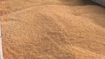 Export Wheat, Barley, Corn from Russia. Loading of a cargo ship at the seaport. IEC.