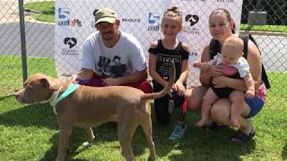 Clear the Shelters Event