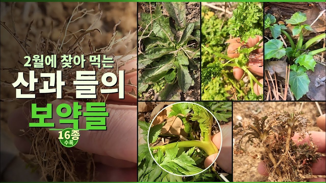 #2월에 찾을수 있는 산과 들의 산야초들(20260225) #산야초 #산나물 #들나물 #2월의 산나물 #2월의 들나물
