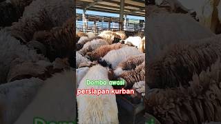 Domba awasi persiapan kurbanan #kurban #awasi #pe #sapera #pigmy #kacangan #fanroy #sudani #iduladha