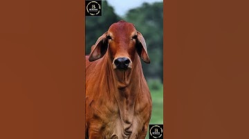 Sapi brahman #sapi #cow #sapigemuk #sapipedaging