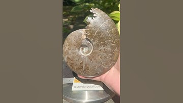 Large Ammonite Fossils on sale now! #nature #crystals #fossil #asmr #meditation #spirituality #yoga