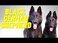 Black German Shepherd - Top 10 Facts and Things to Know about the All Black German Shepherd