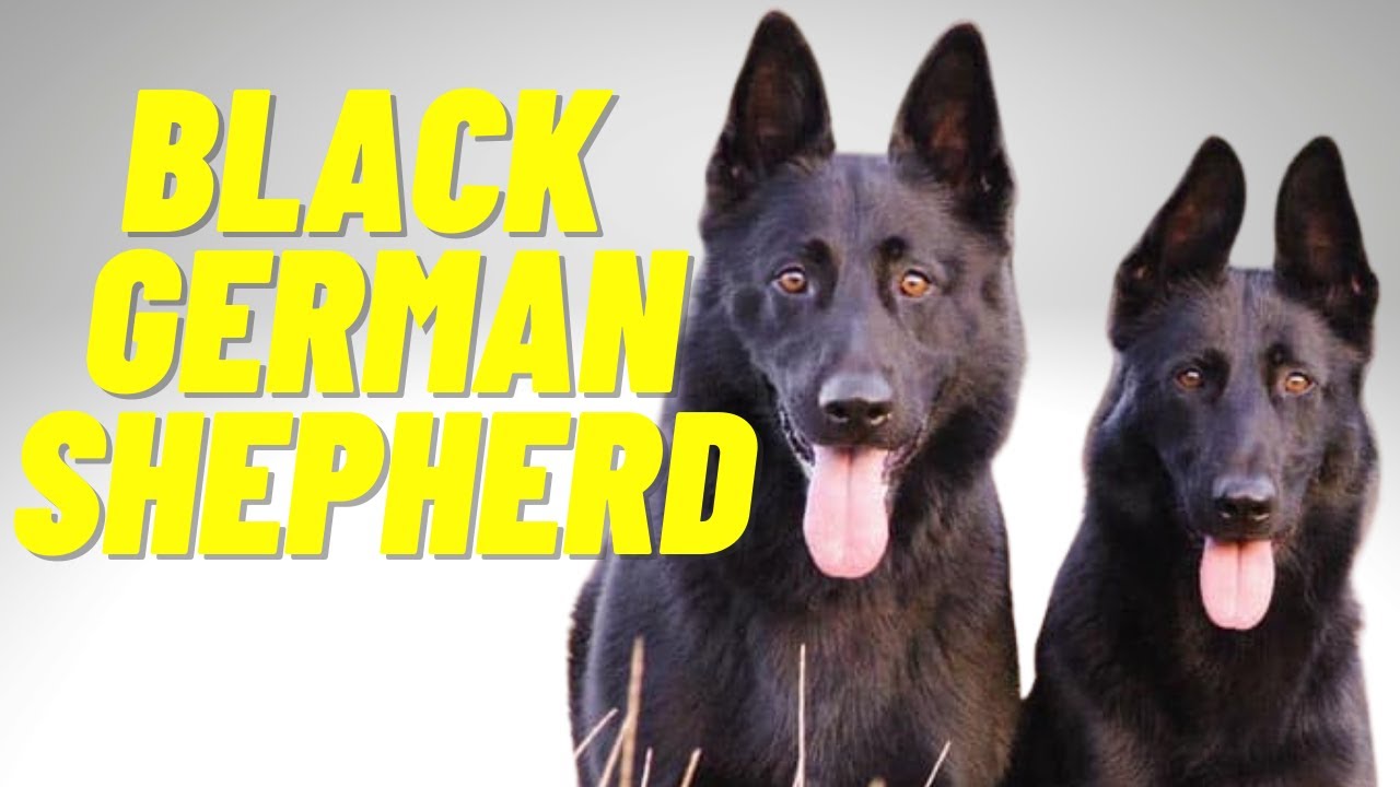 can a german shepherd be all black