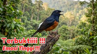 Masteran Murai Batu Speed Rapih dan Variasi Lengkap