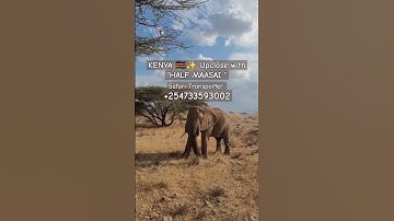 #kenya #wildlife #safari #adventure with #halfmaasai #wild #elephant #elephants of #samburu #travel